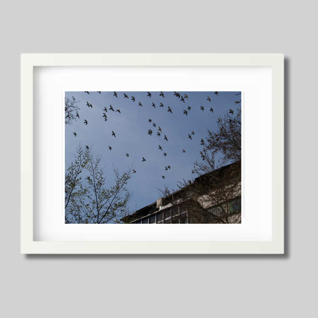 Birds flying