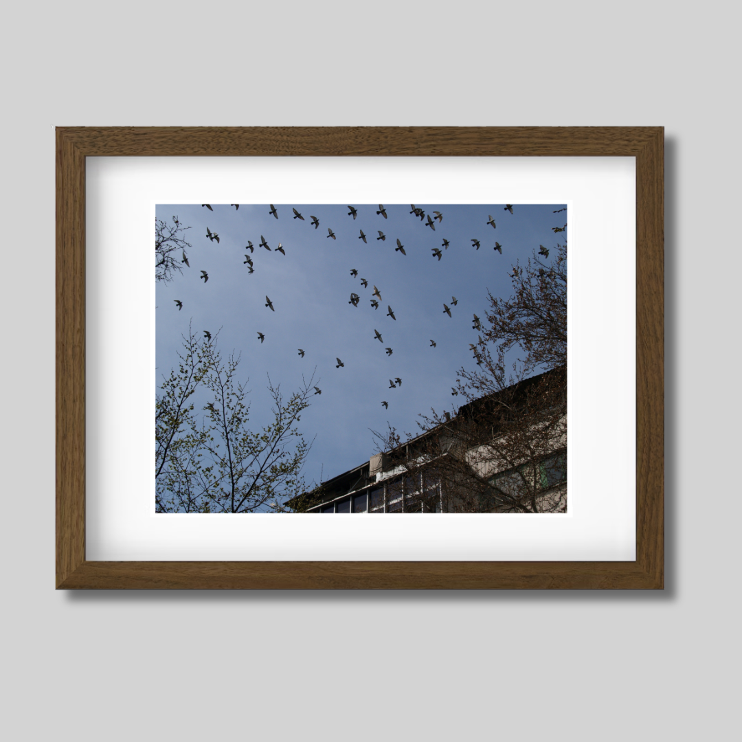 Birds flying