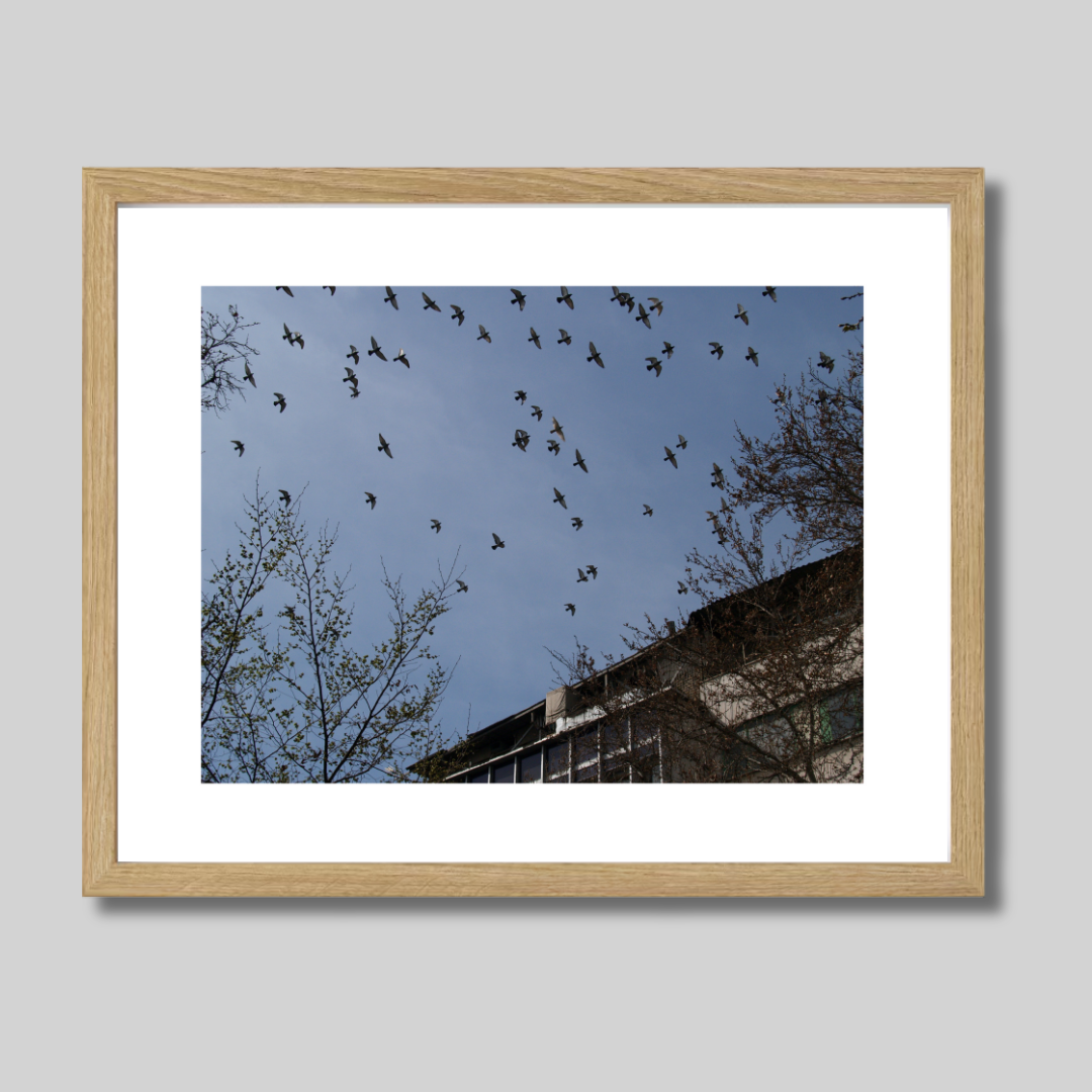 Birds flying