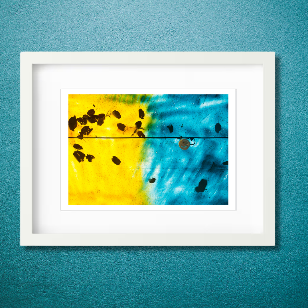 Harmony 1