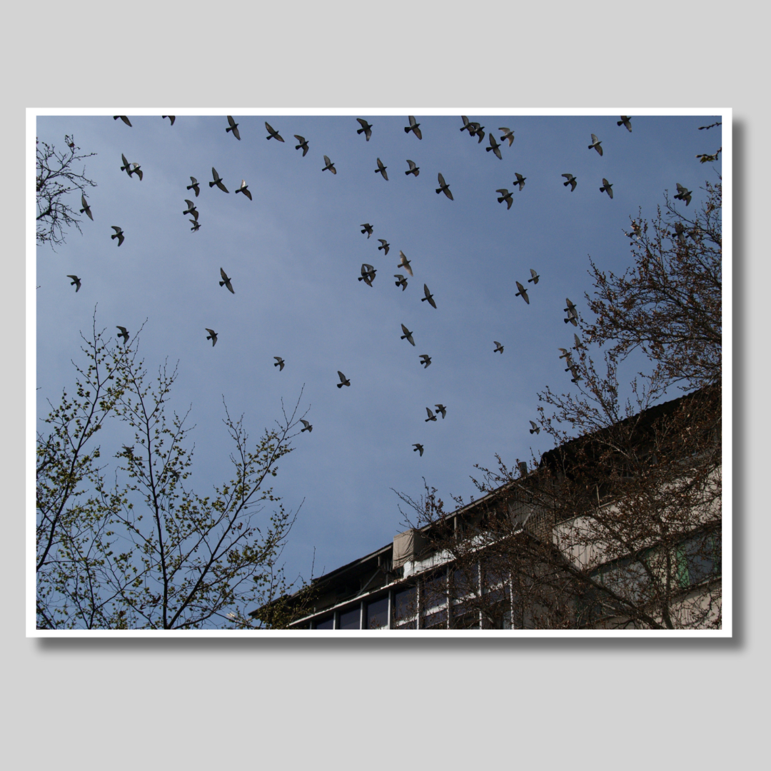 Birds flying