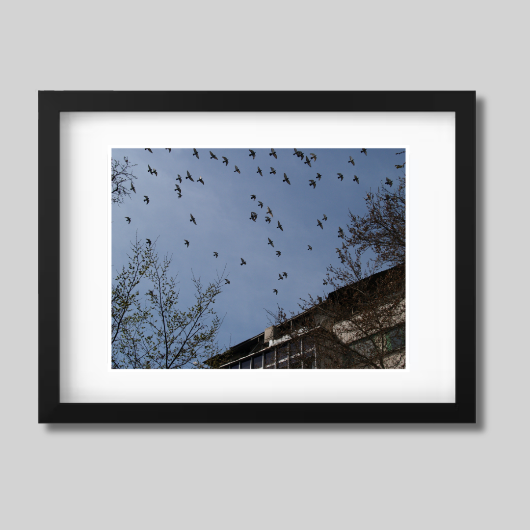 Birds flying