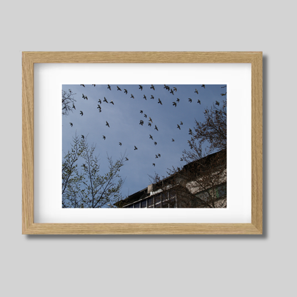 Birds flying