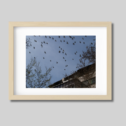 Birds flying
