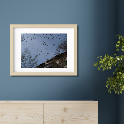 Birds flying