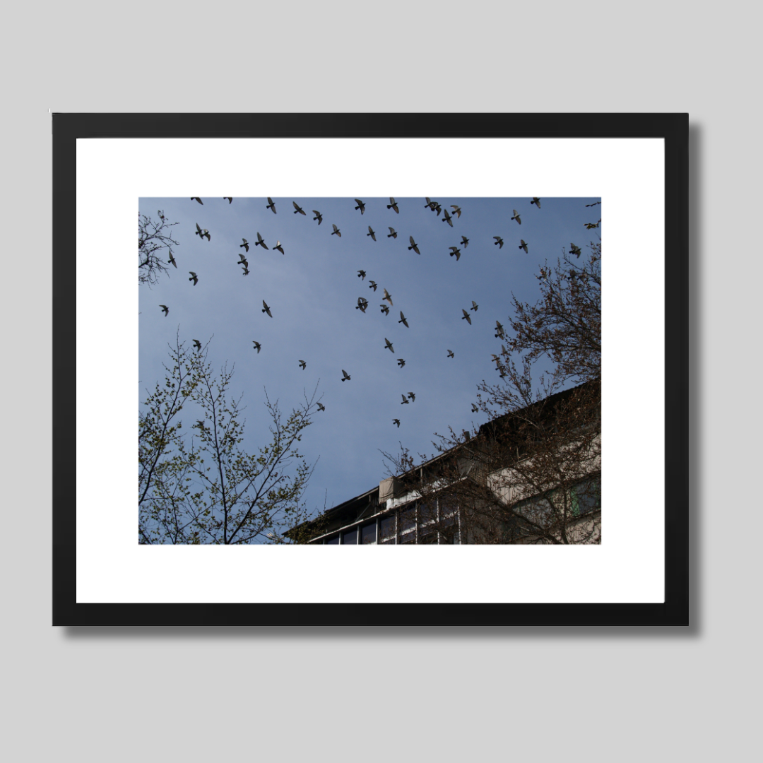 Birds flying