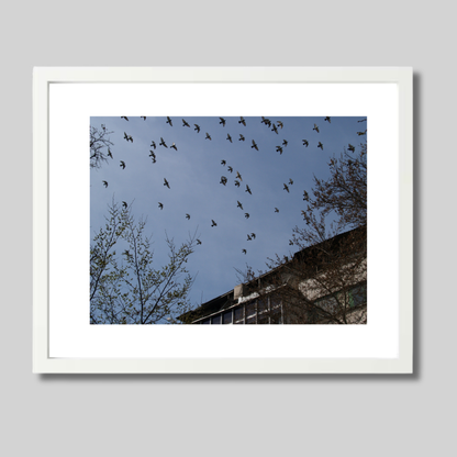 Birds flying