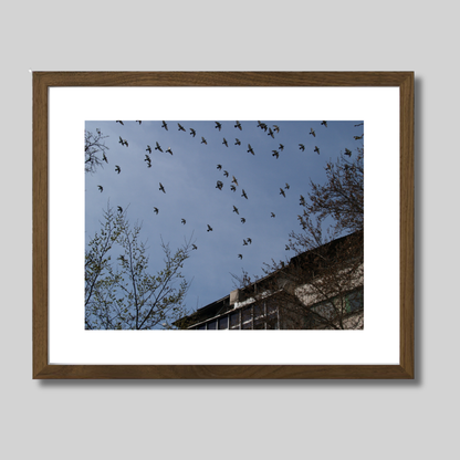Birds flying