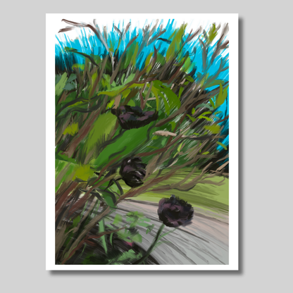 Black Tulips