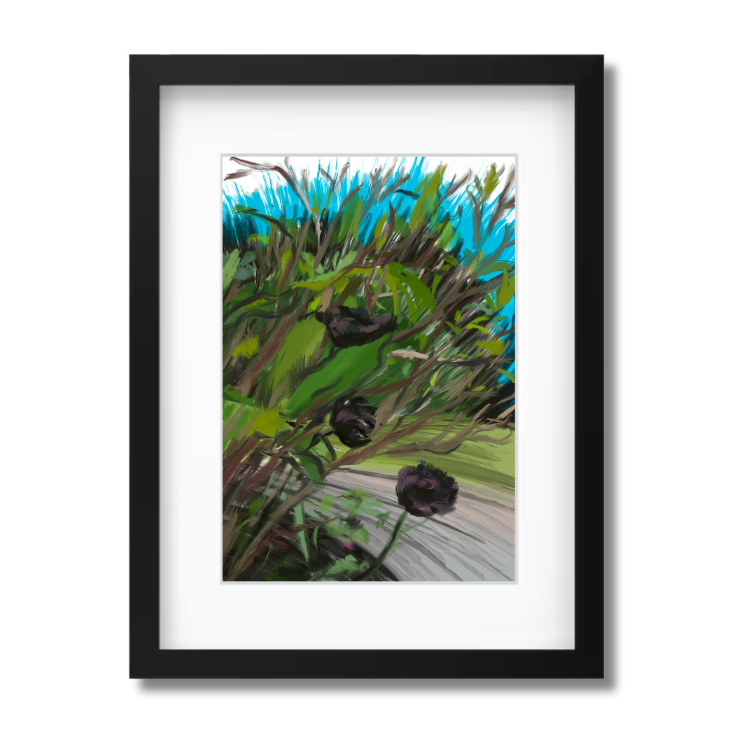 Black Tulips