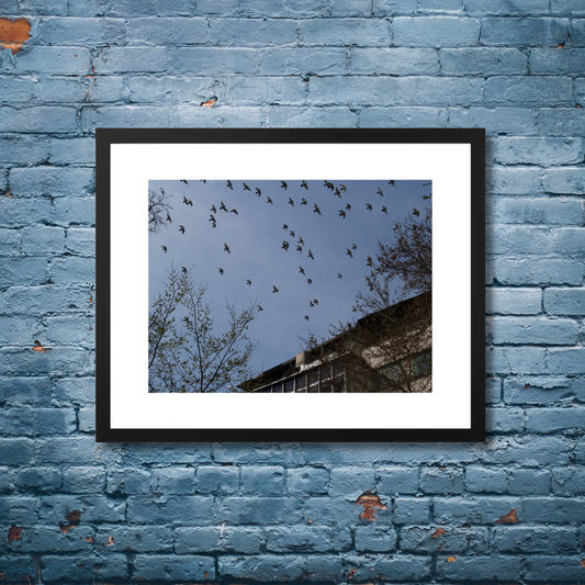 Birds flying